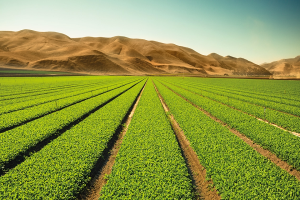 Growing Food in the Desert
